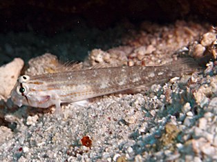 Gnatholepsis Anjerepsis